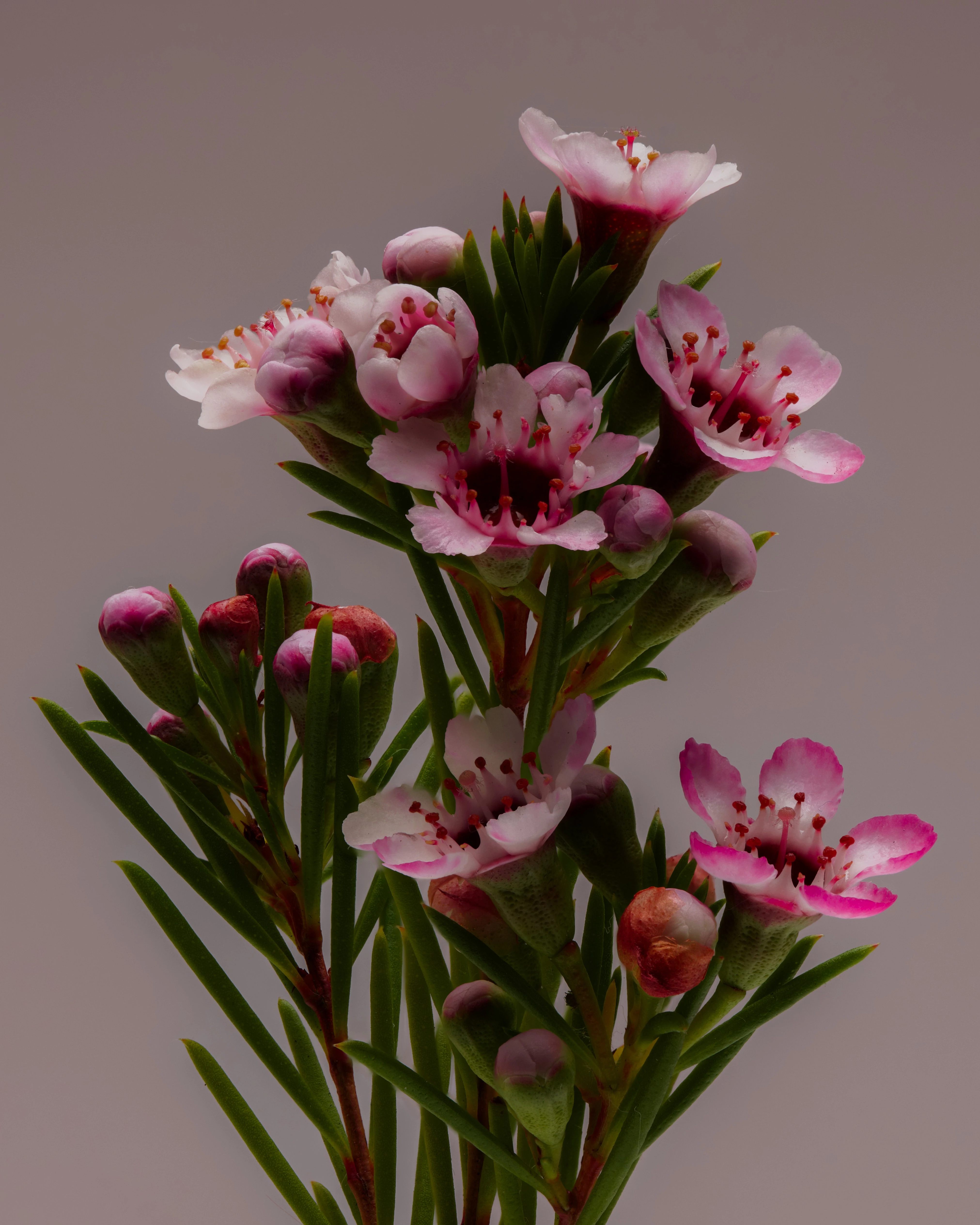 Flower focus stack