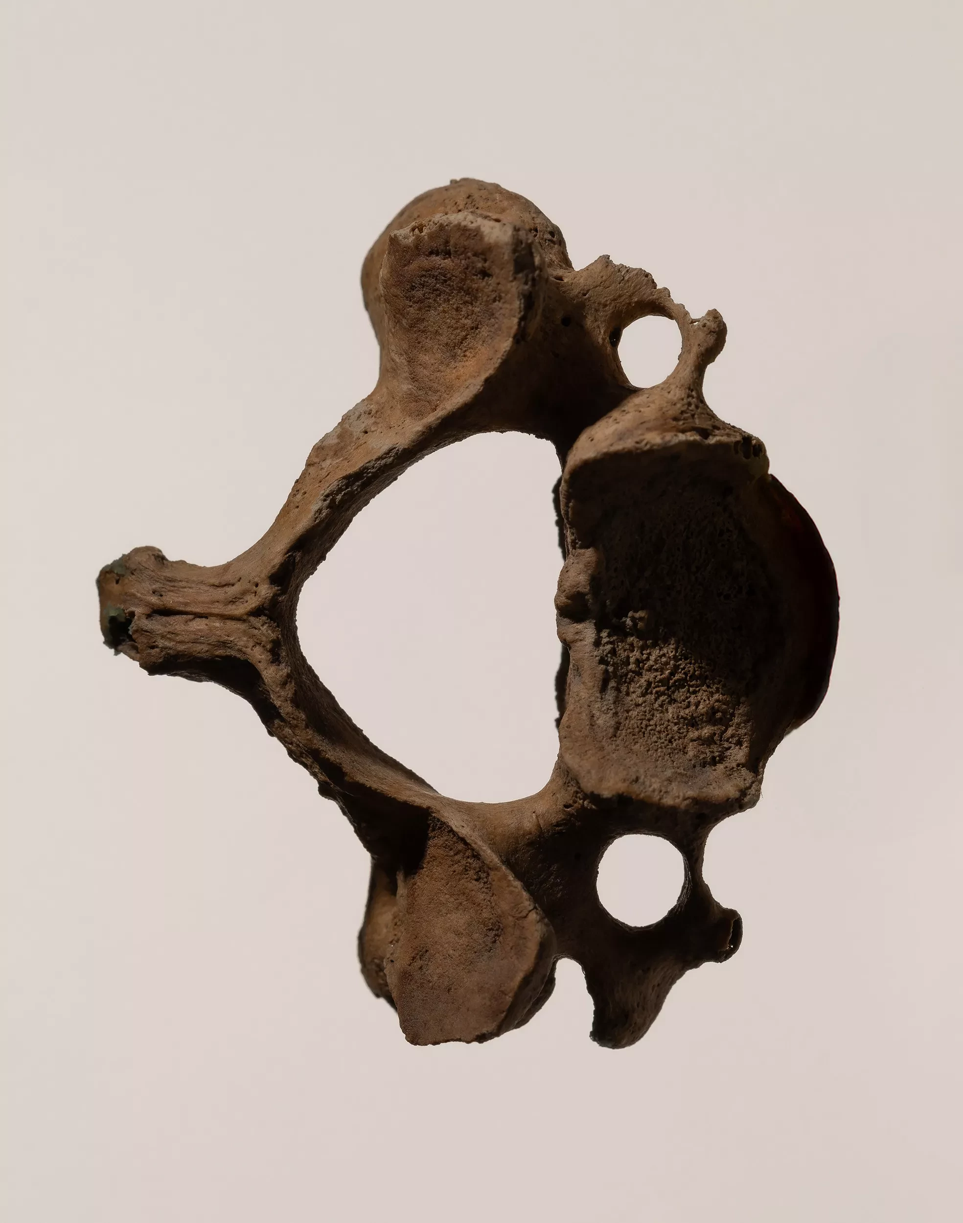 Vertebre
