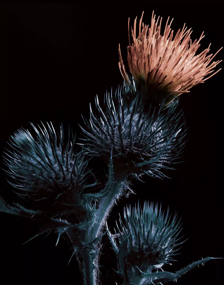Plantasia 2